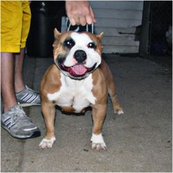 Dog Featured Image