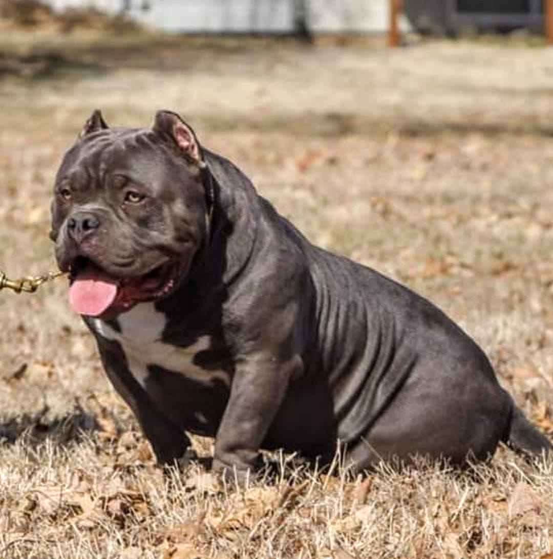 Dog Featured Image