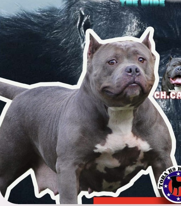 Dog Featured Image