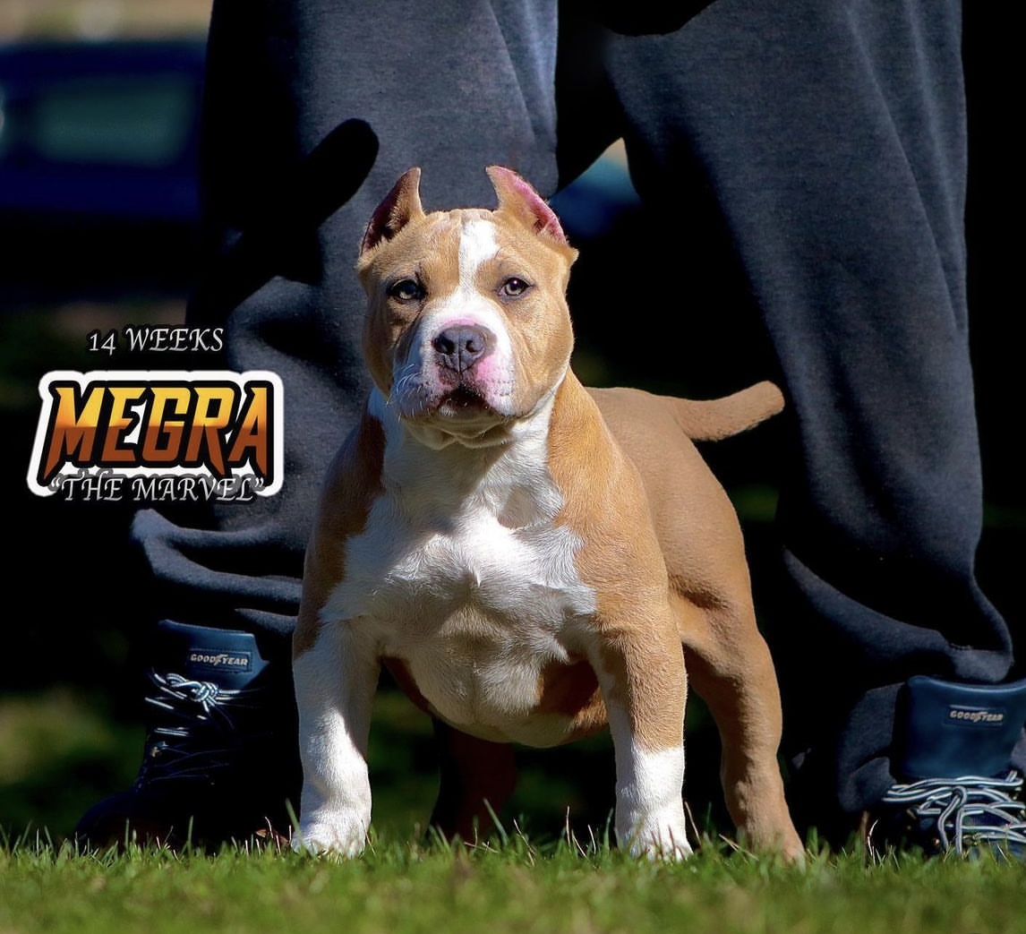 Dog Featured Image