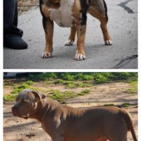 VVS’s Beefcake x VVS’s Ache Arcana