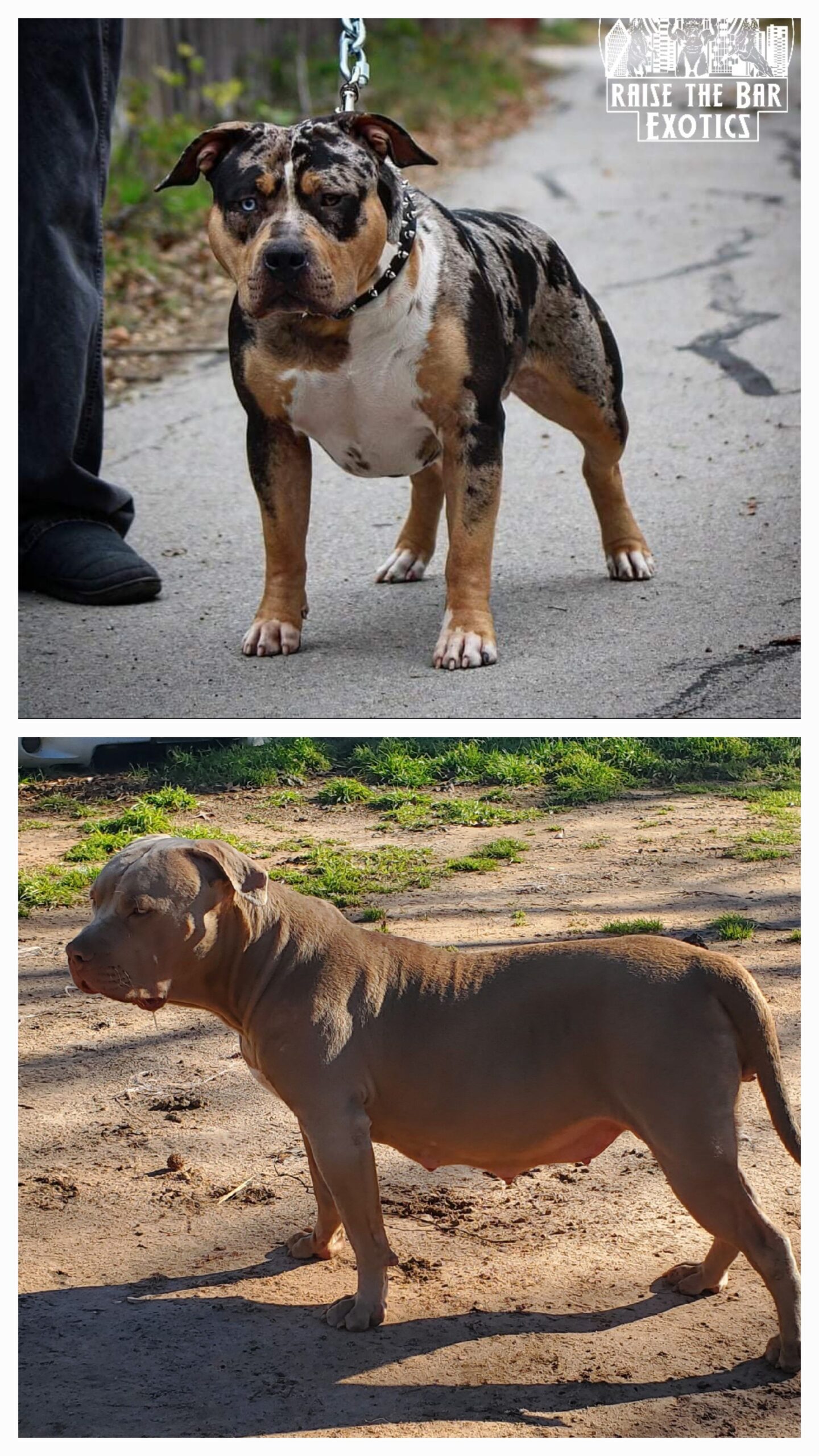Dog Featured Image