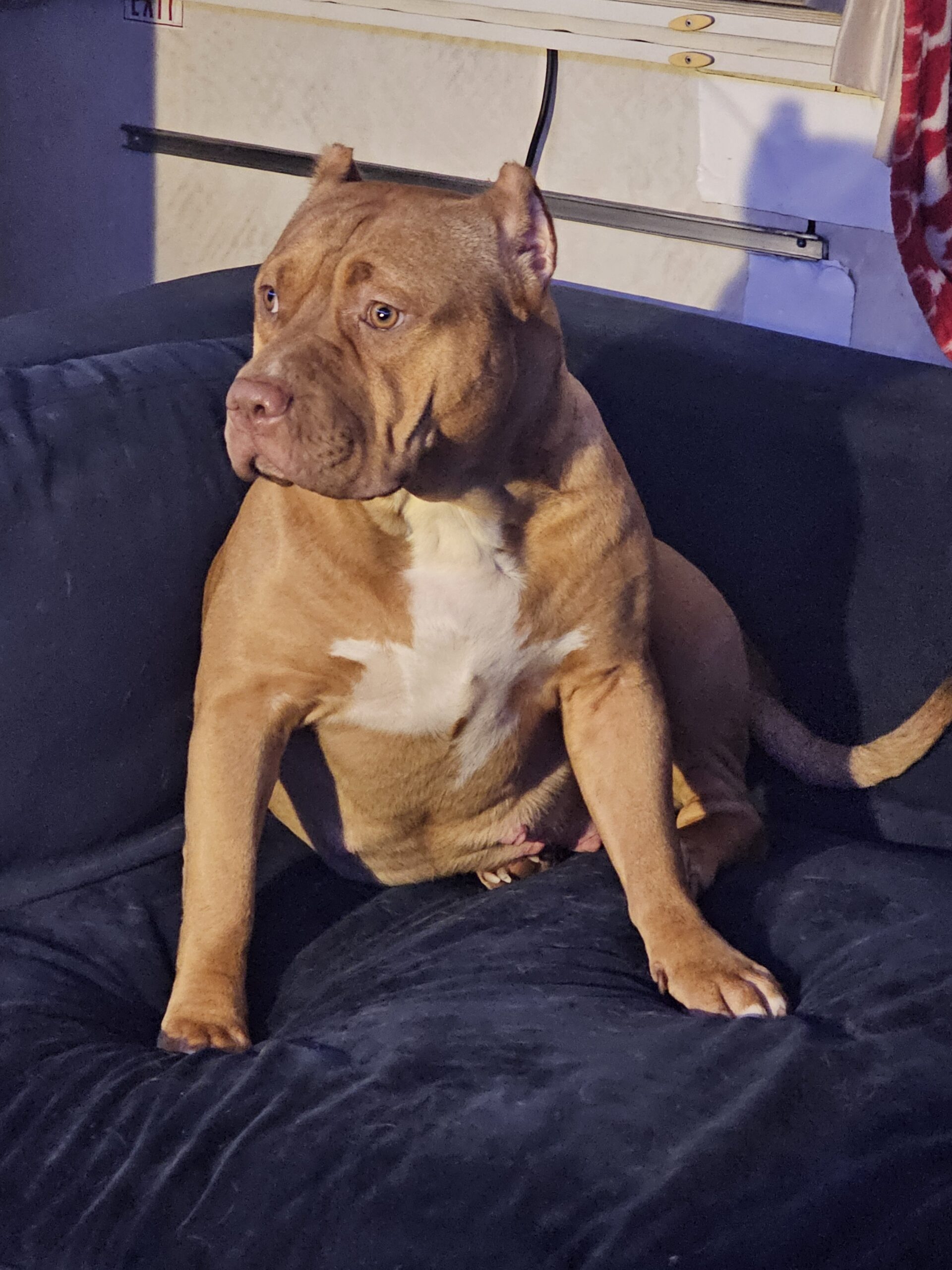 Dog Featured Image