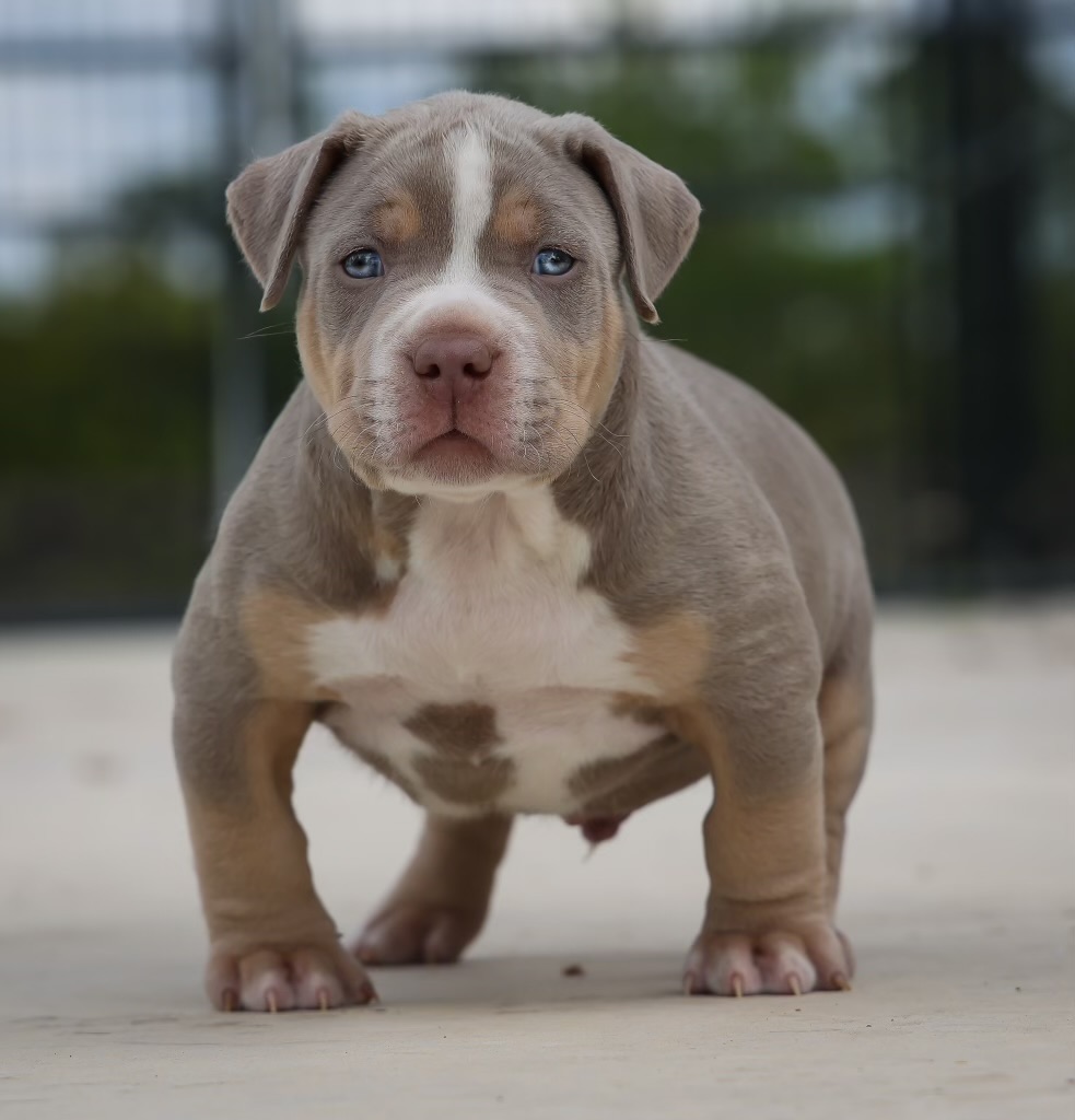 Dog Featured Image
