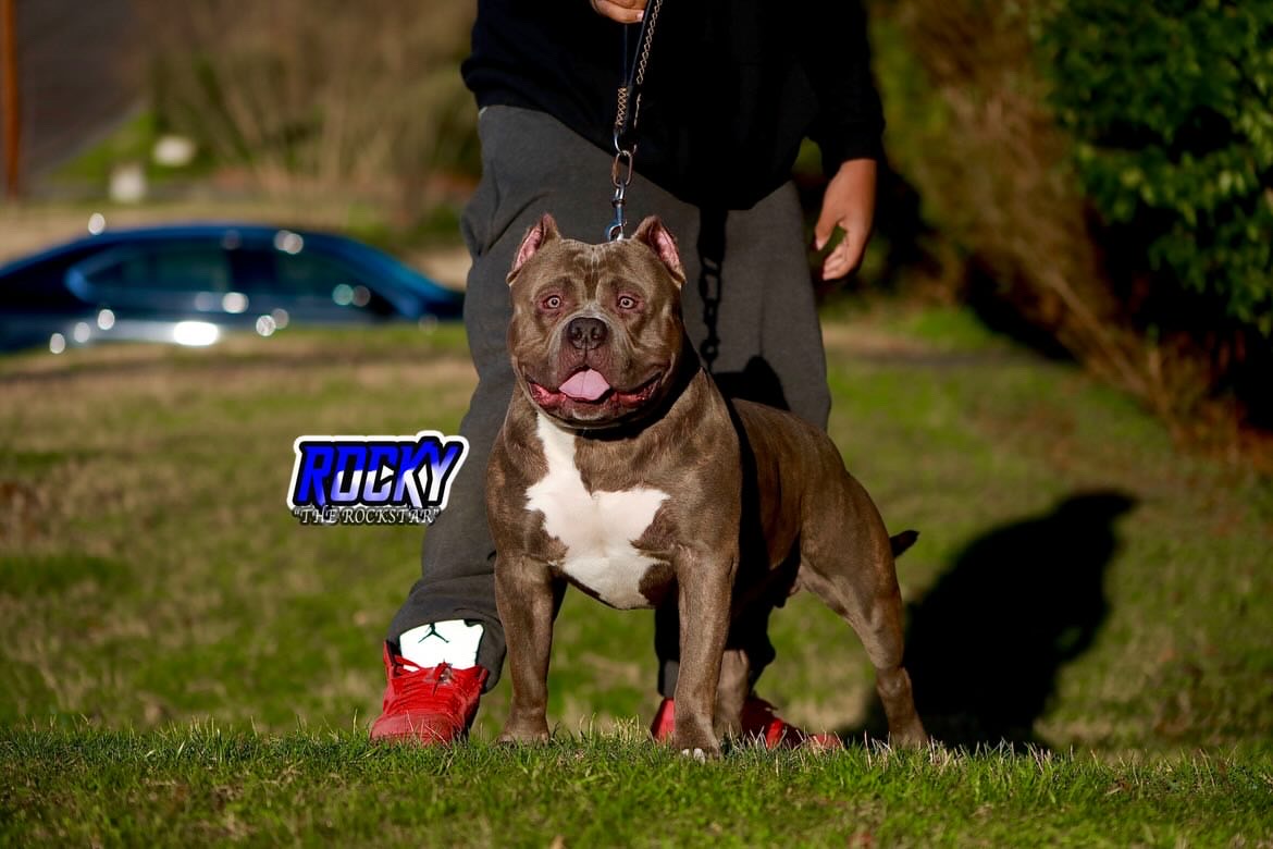 Dog Featured Image