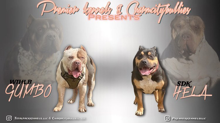 Dog Featured Image