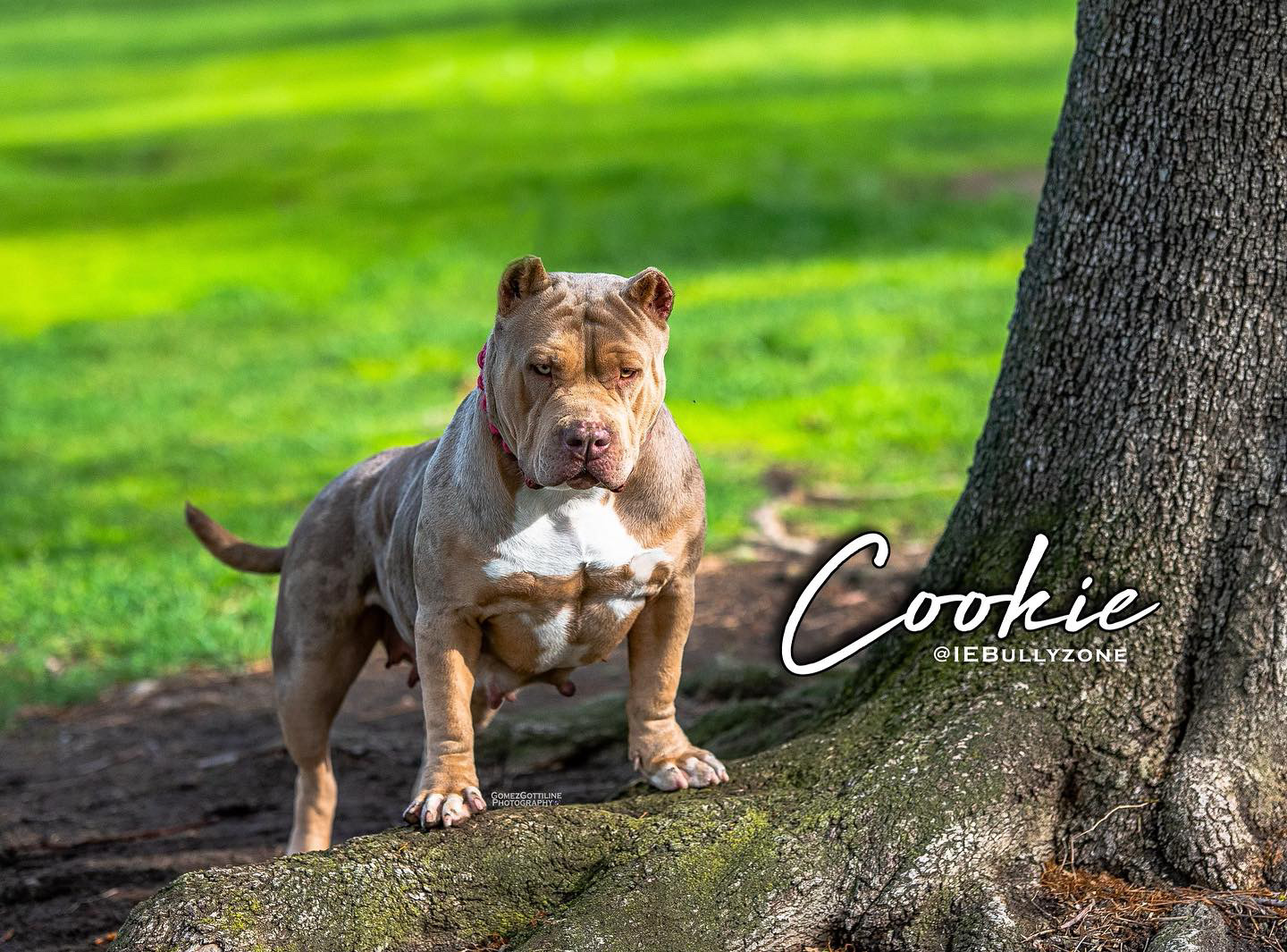Dog Featured Image