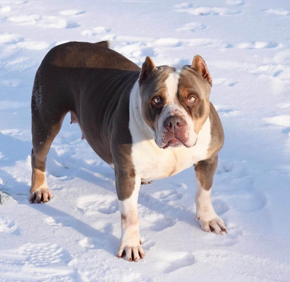Dog Featured Image