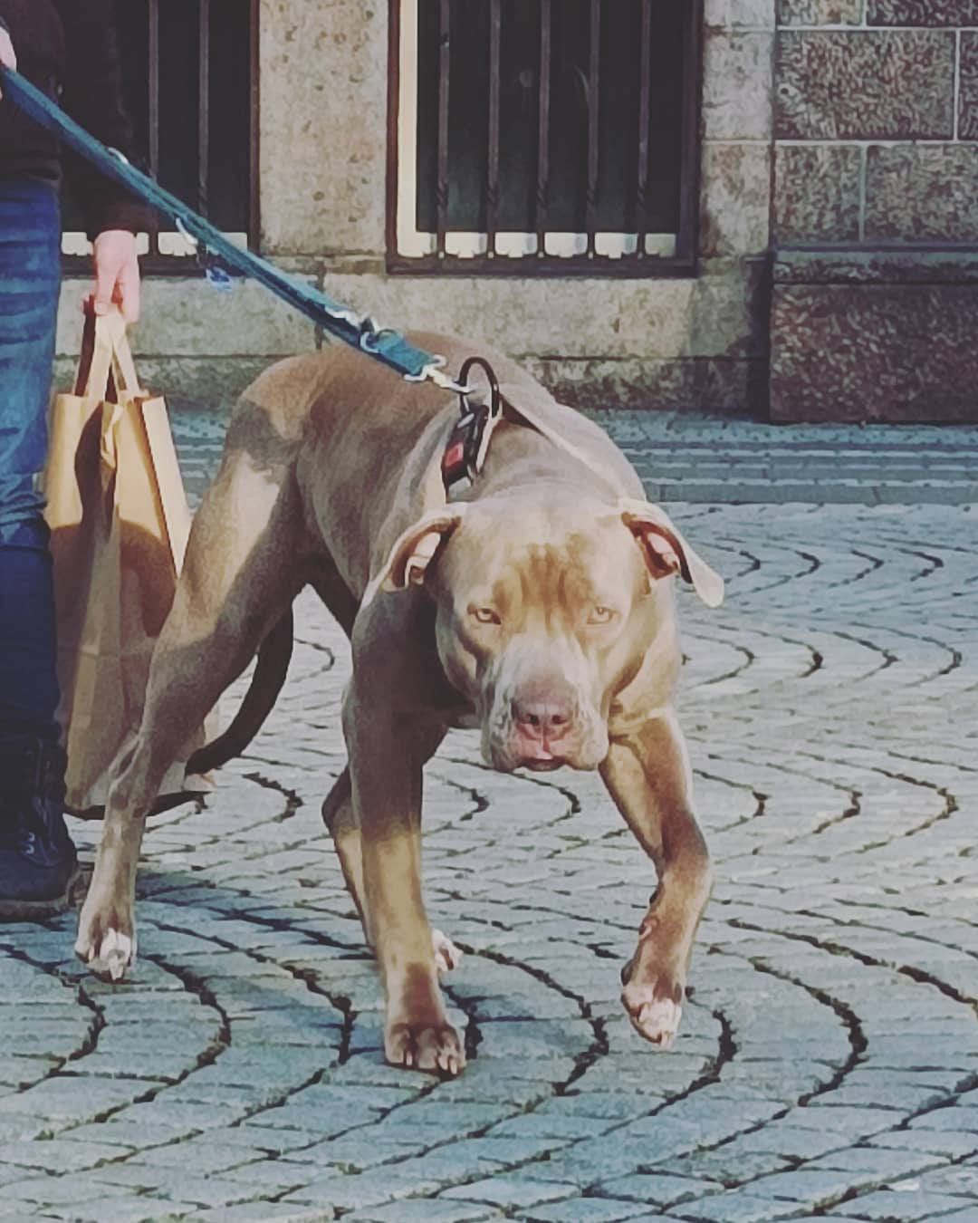 Dog Featured Image