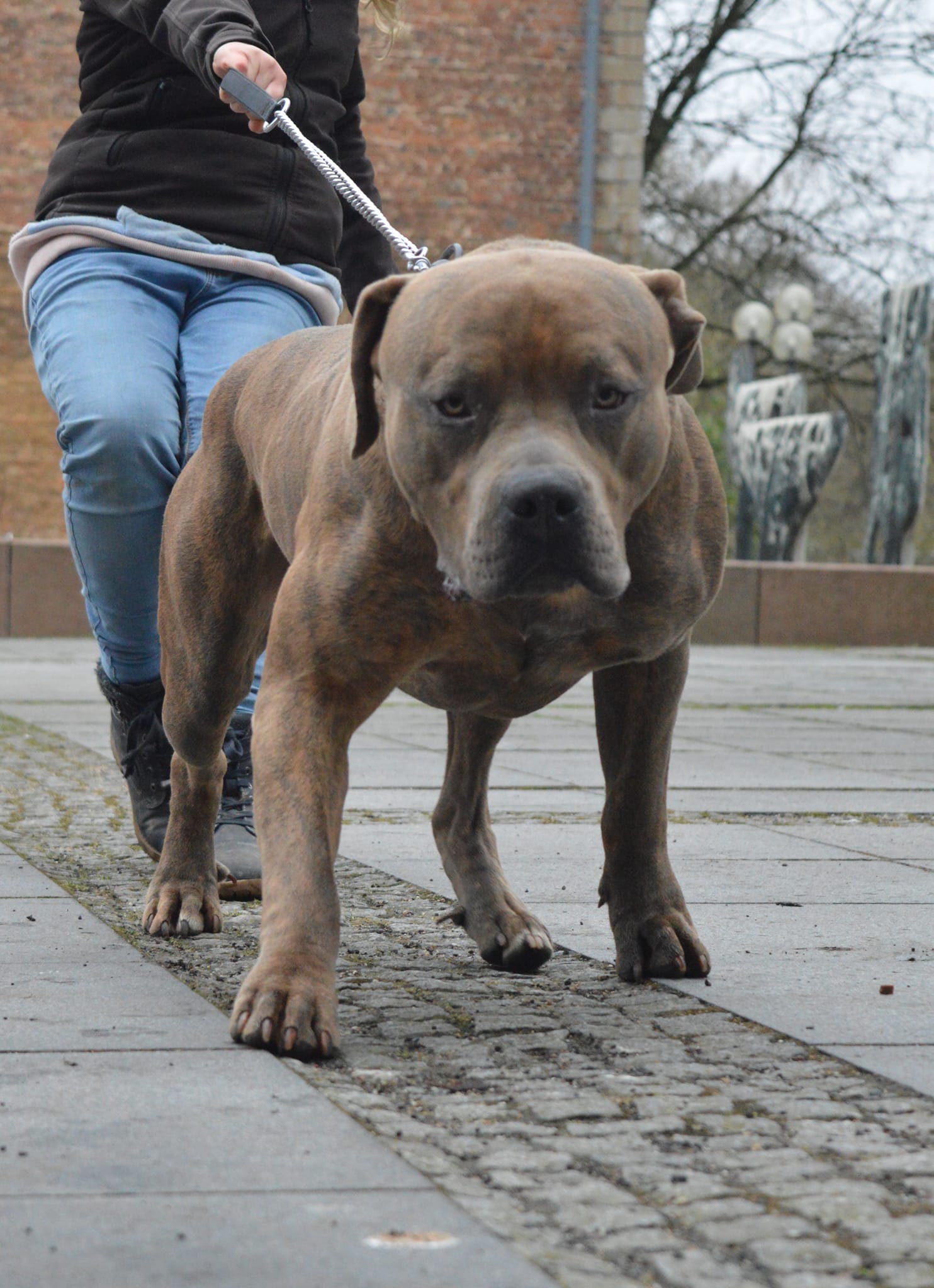 Dog Featured Image