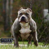 BUFFY THE K9 SLAYER
