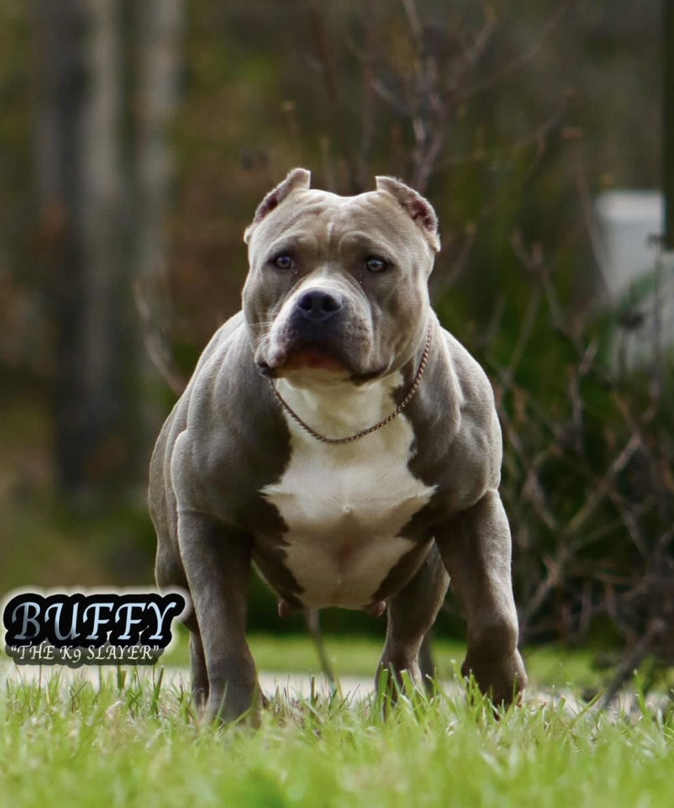 Dog Featured Image
