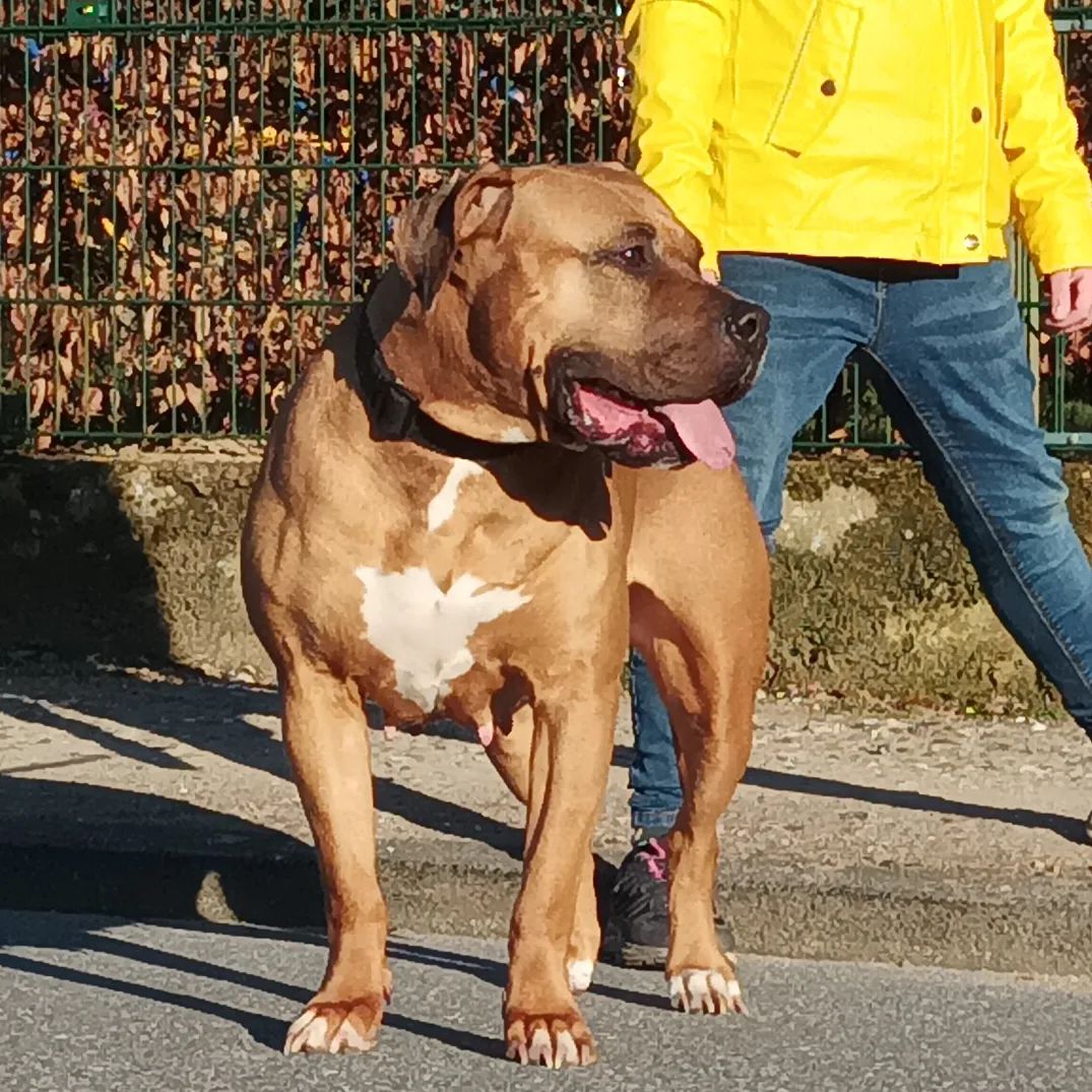 Dog Featured Image