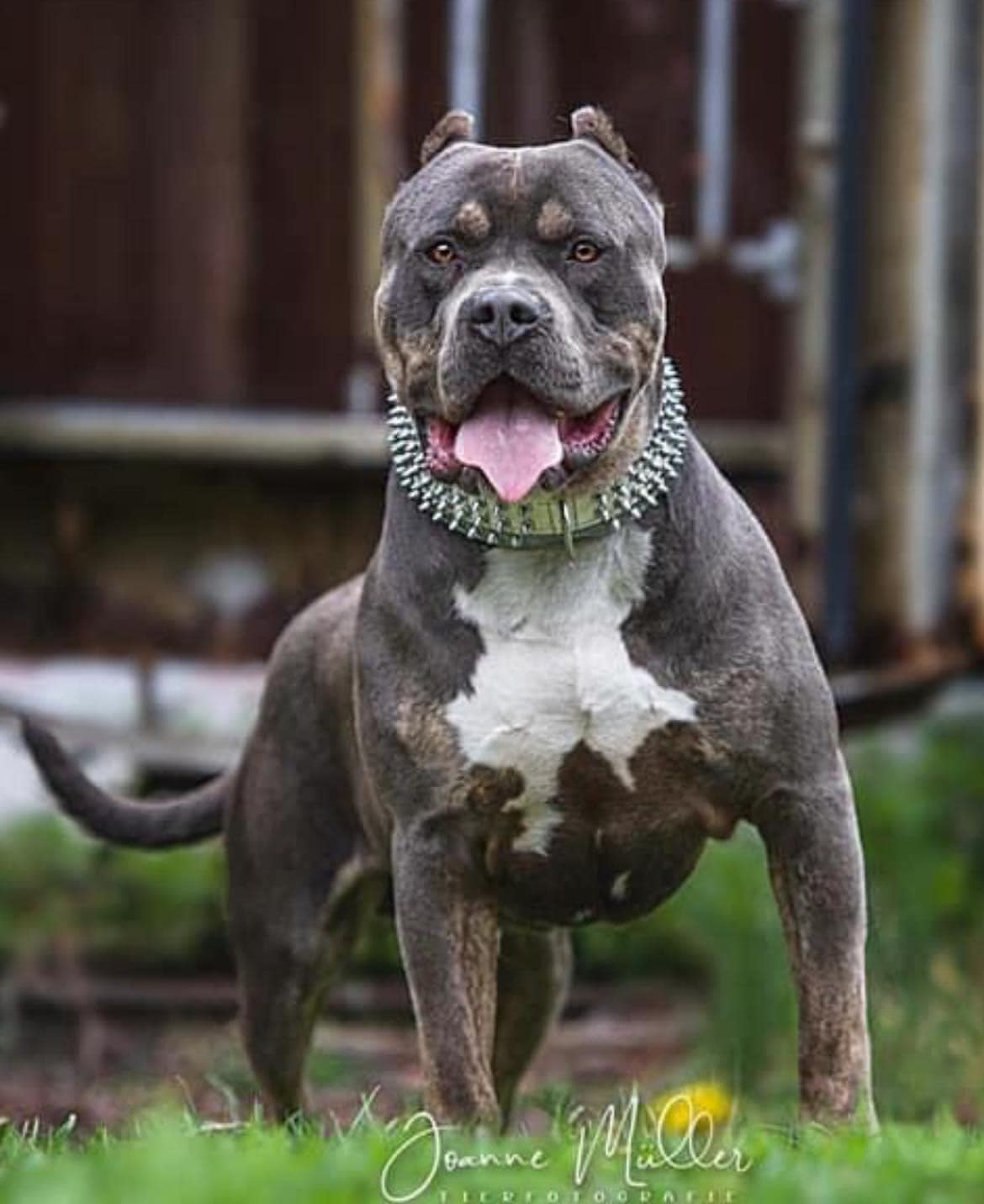 Dog Featured Image