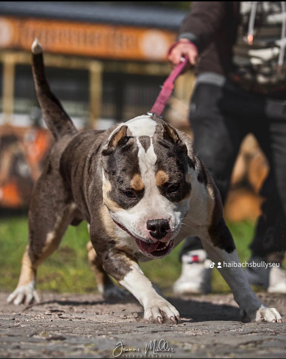 Dog Featured Image