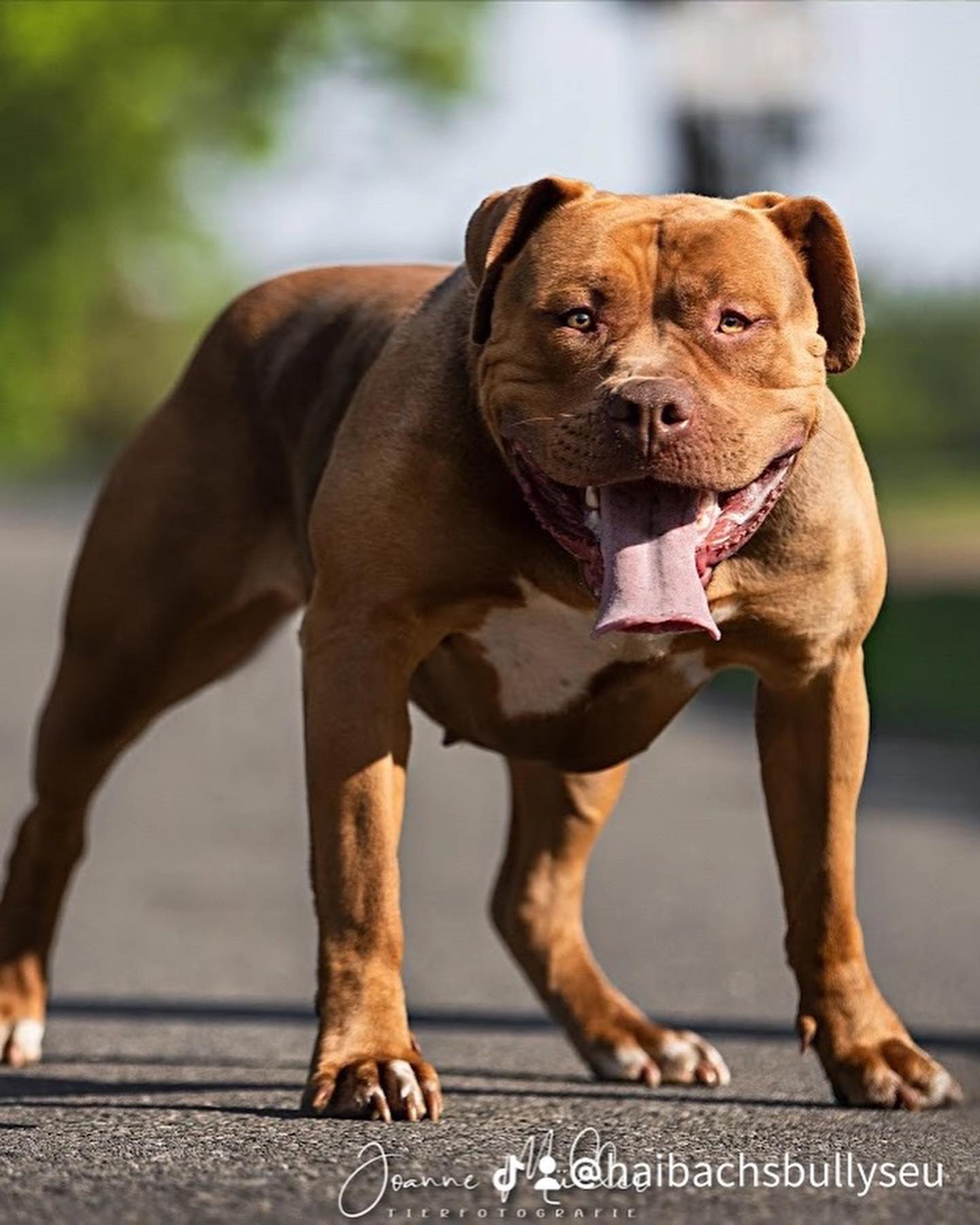 Dog Featured Image