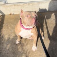 Luna B