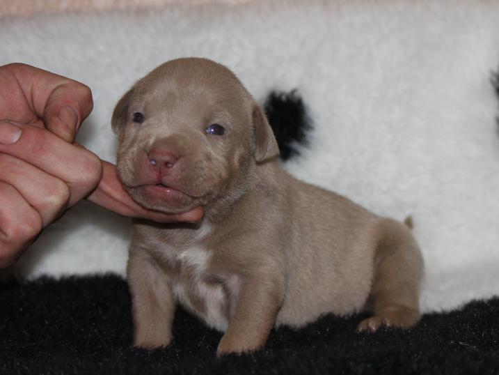 Dog Featured Image