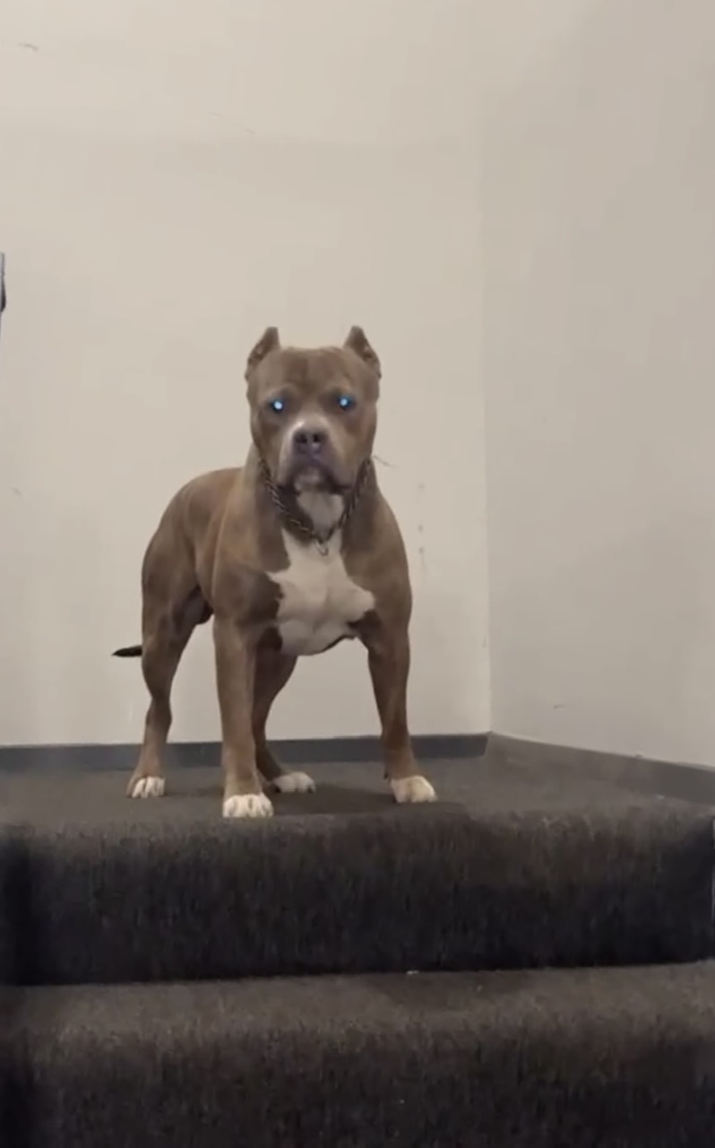 Additional Dog Image