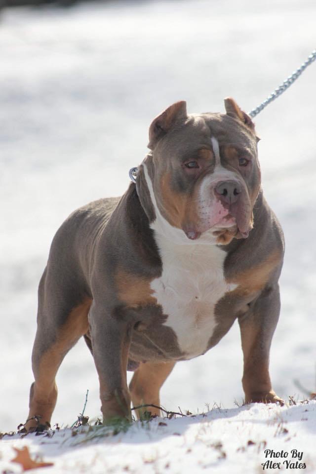 Dog Featured Image