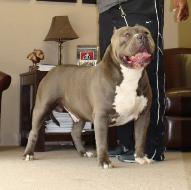 Dog Featured Image