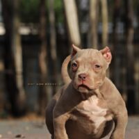 DMT Overload of HellHoundBullys