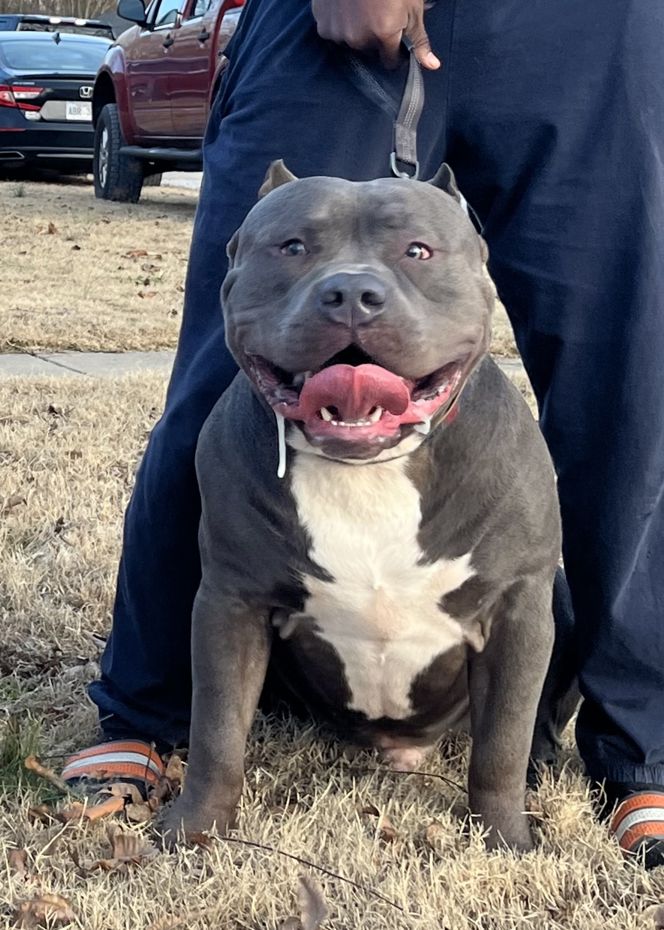 Dog Featured Image