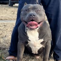 870 Bullies Hank the Tank