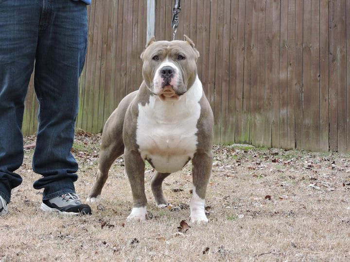 Dog Featured Image