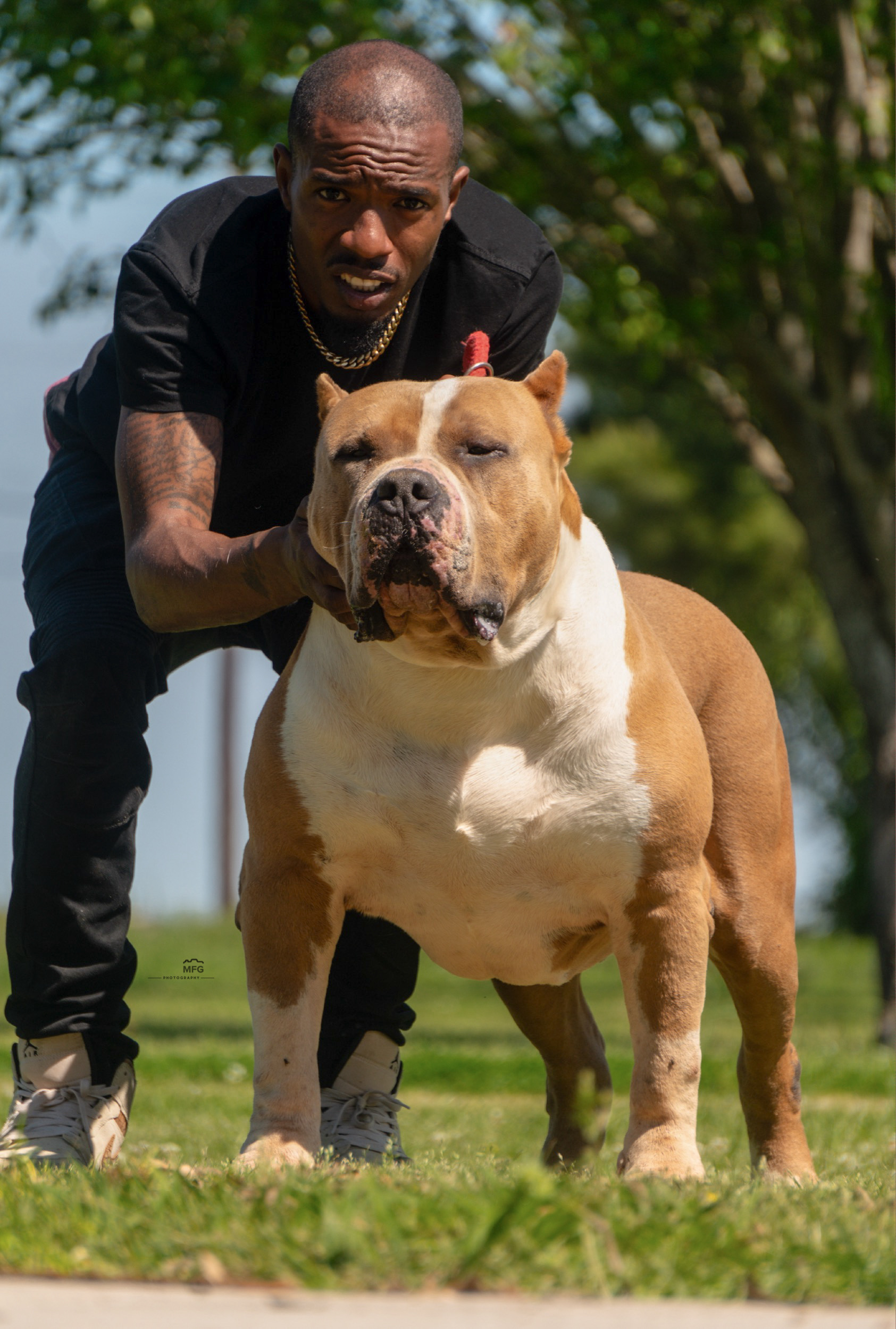Dog Featured Image