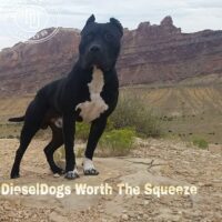 DieselDogs Juice