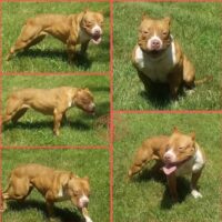 DieselDogs lil red