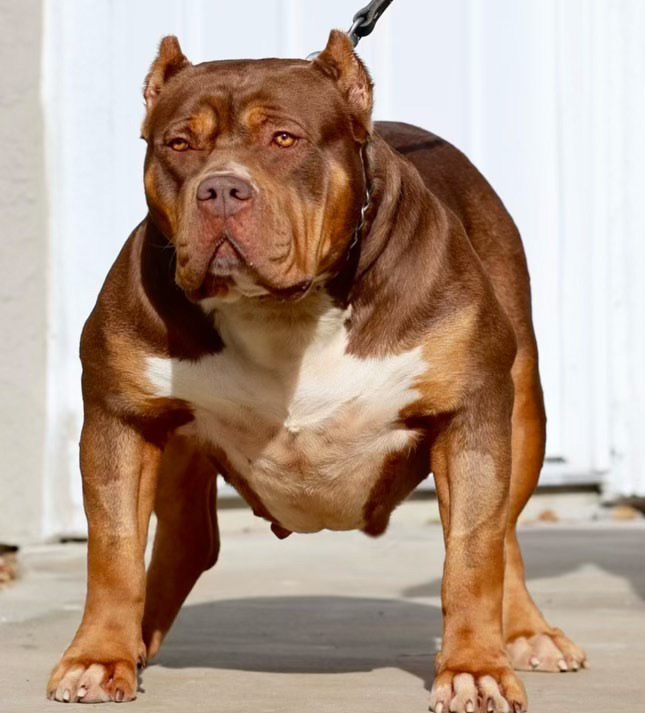 Dog Featured Image