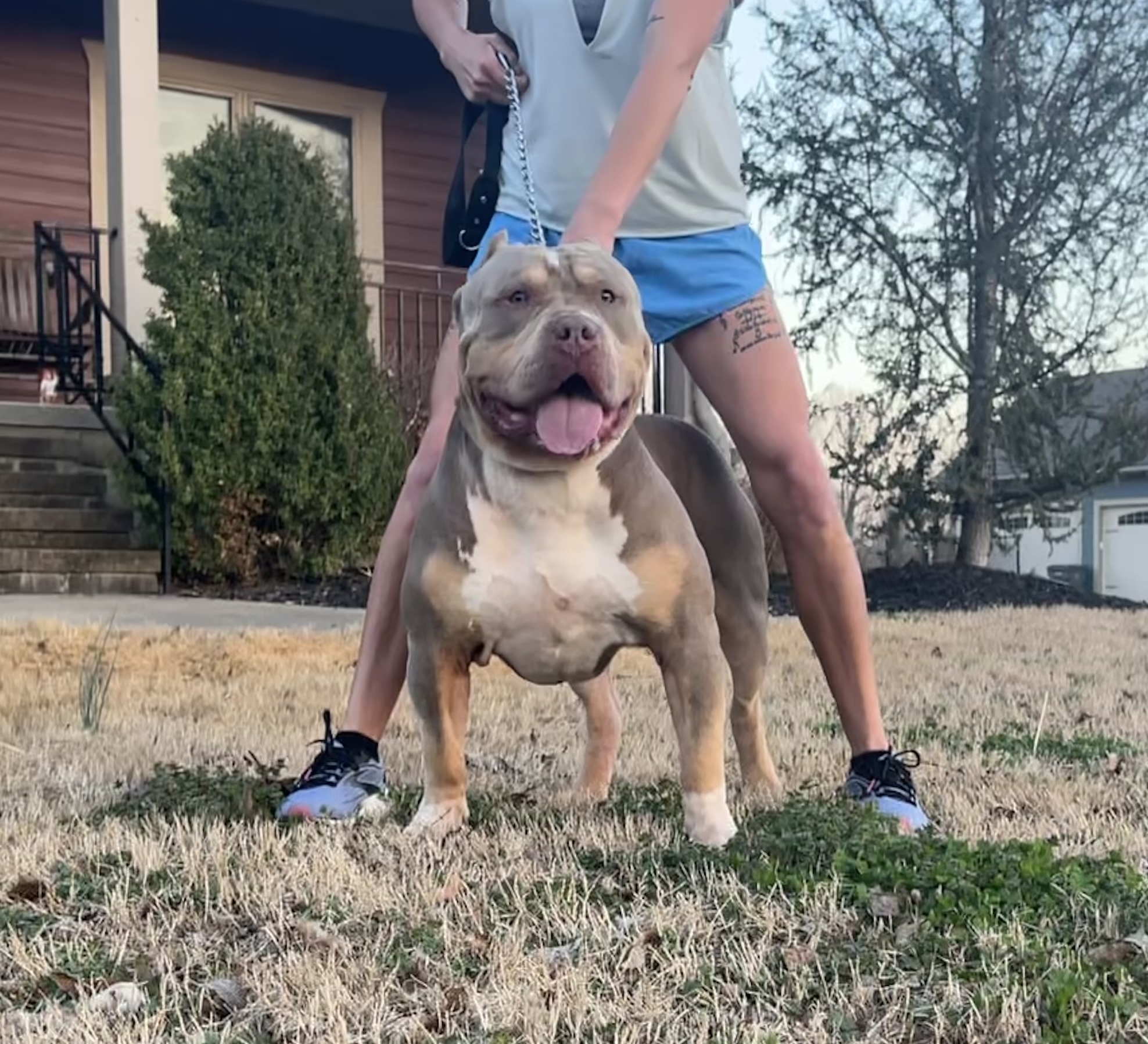 Dog Featured Image