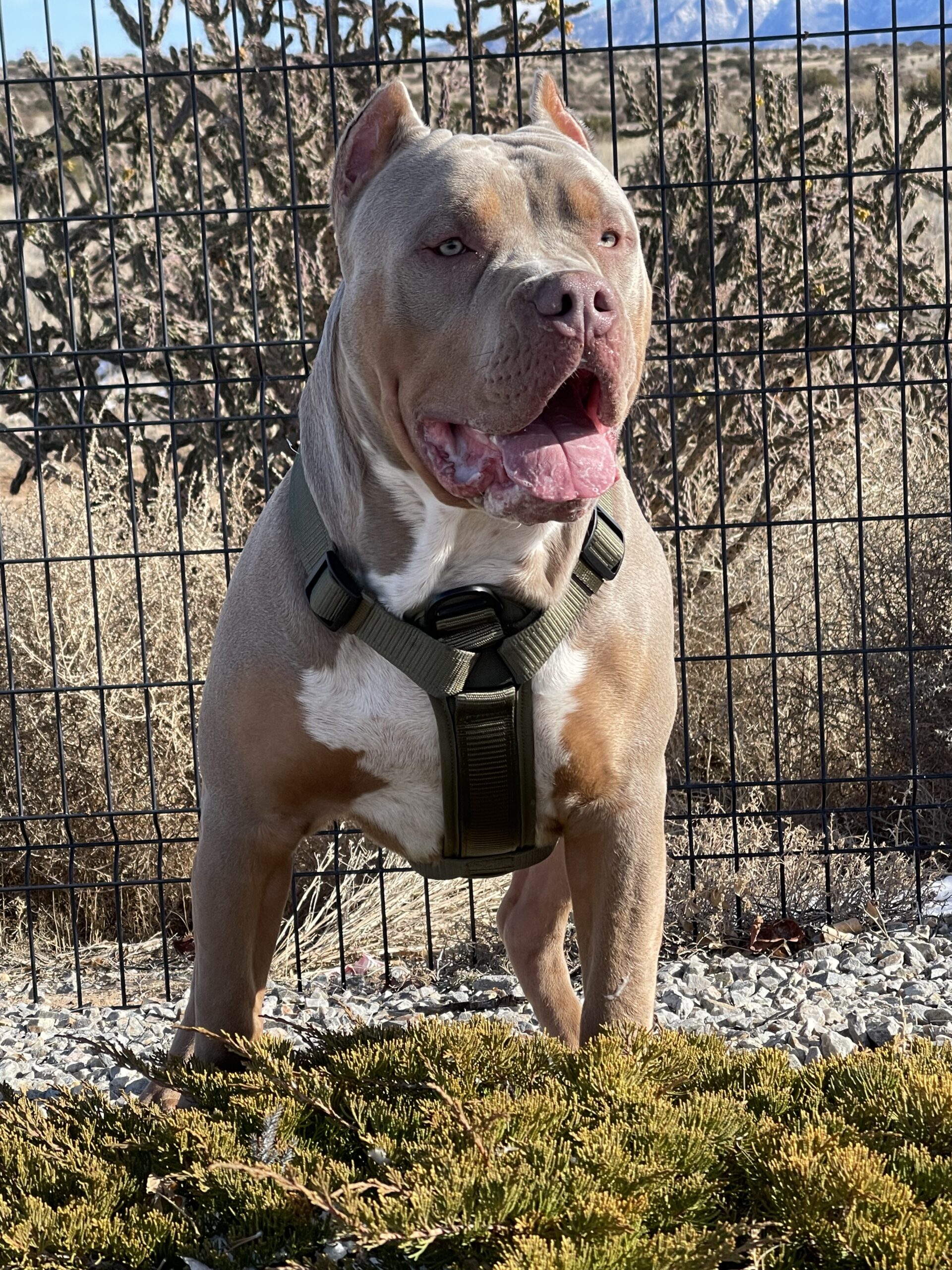 Dog Featured Image