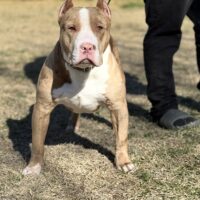 Dmt kennels rolo