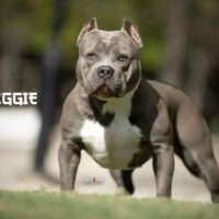 REMYLINE  MAGGIE
