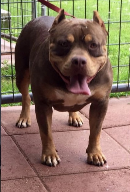 Dog Featured Image