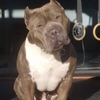 DieselDogs Muscle Mecca Venice