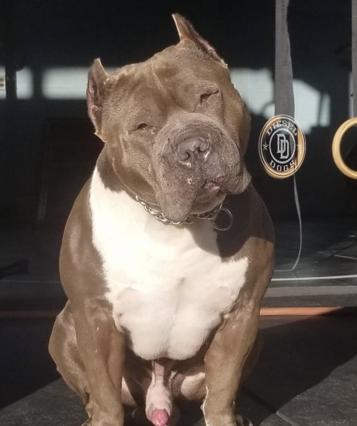 Dog Featured Image