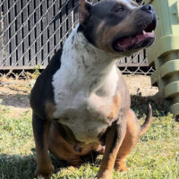 TBK’S Zuri