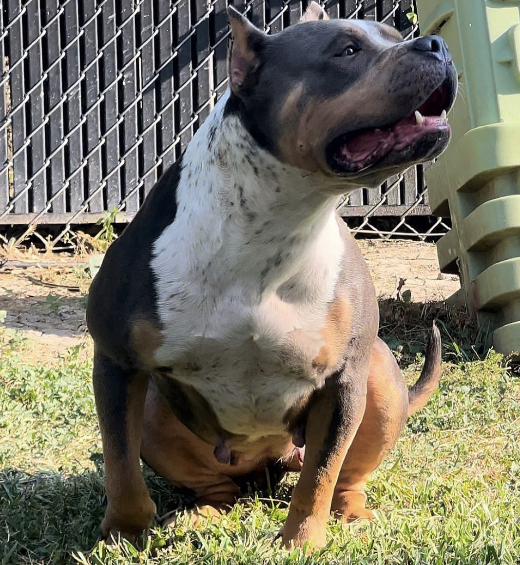 Dog Featured Image