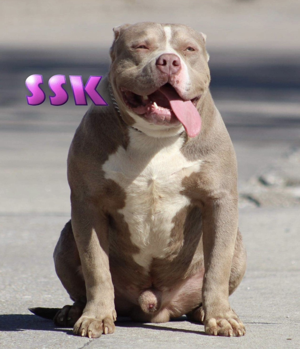 Dog Featured Image