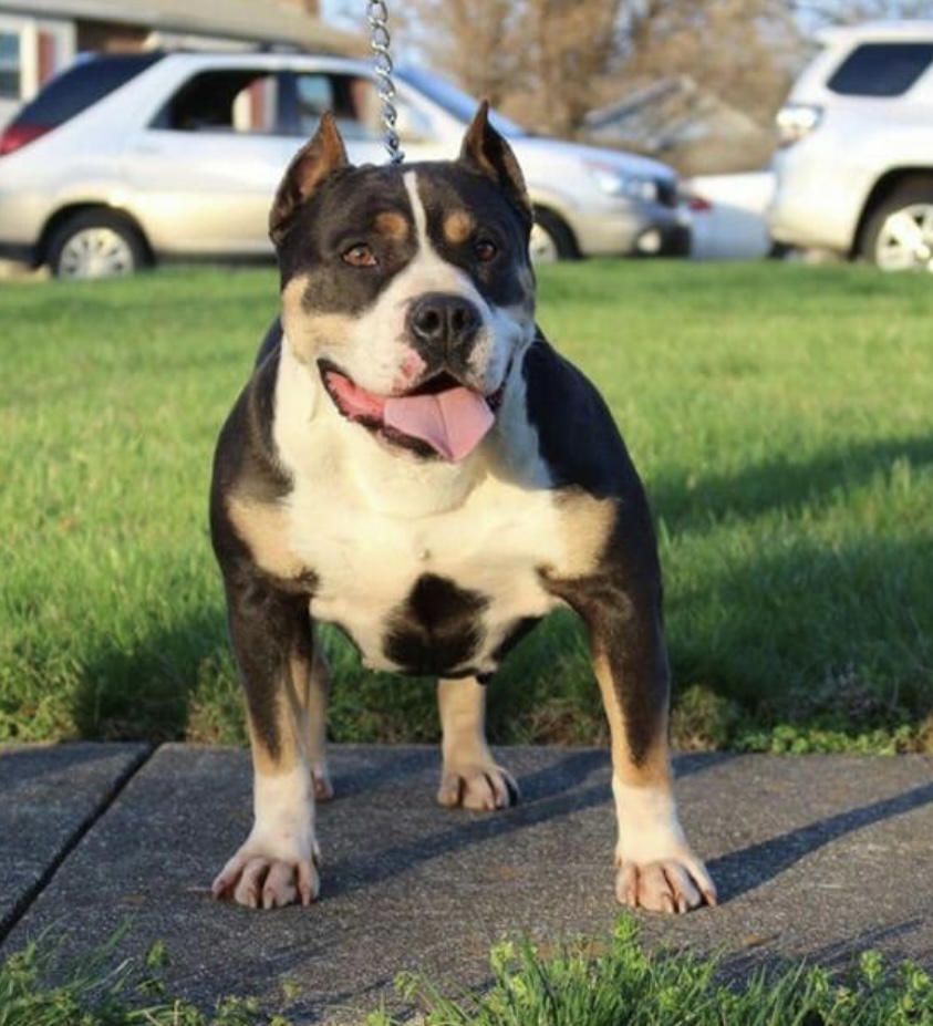 Dog Featured Image