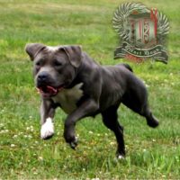 DieselDogs kira