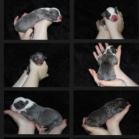 Staglines echo x jackpot litter