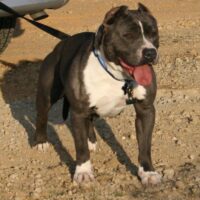 MSD of diesel dogs