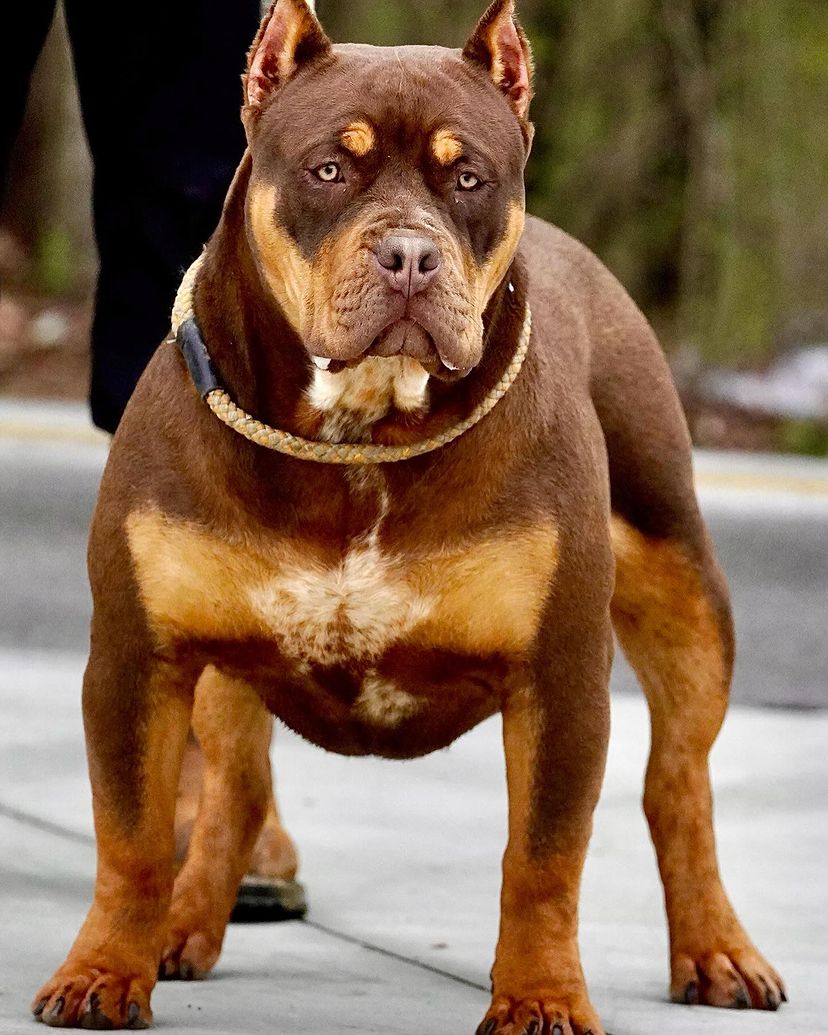Dog Featured Image