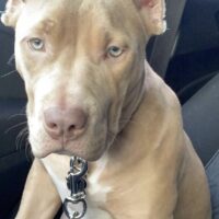DIOR YOLA BULLY