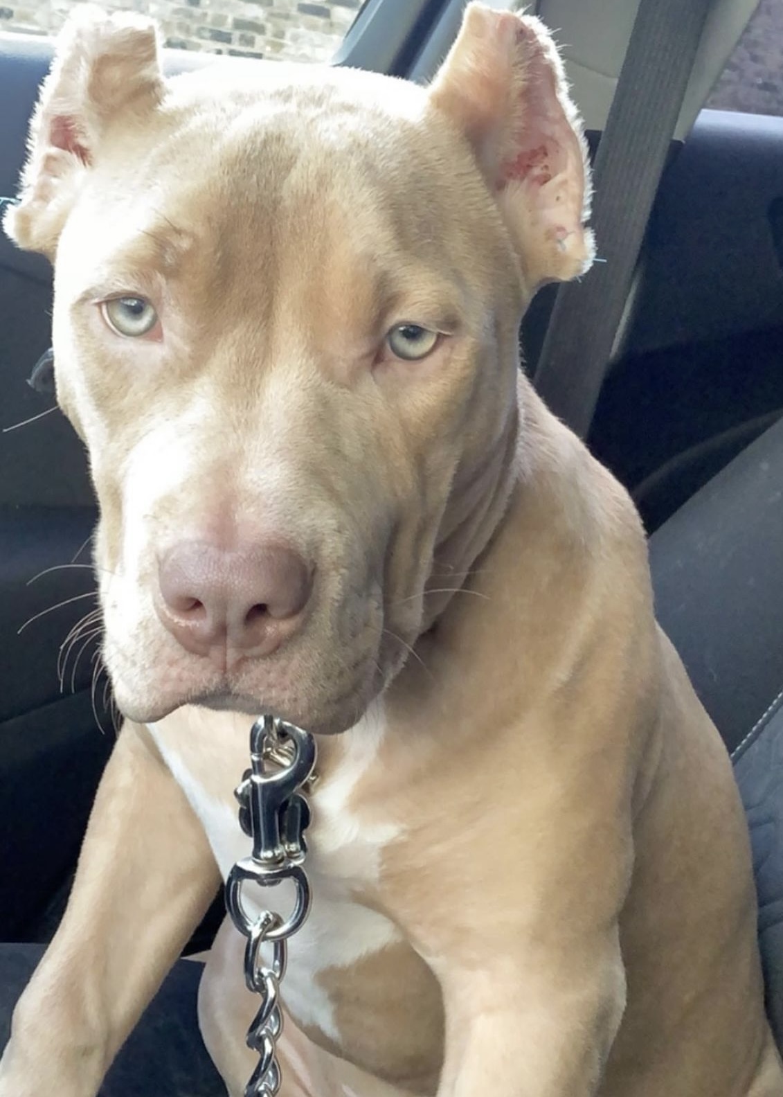 Dog Featured Image